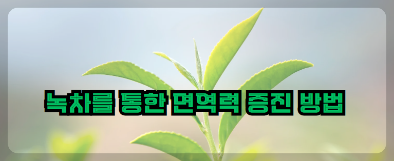 녹차를 통한 면역력 증진 방법