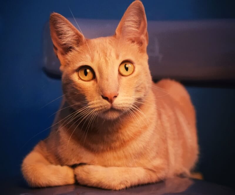 정면을-응시하는-고양이