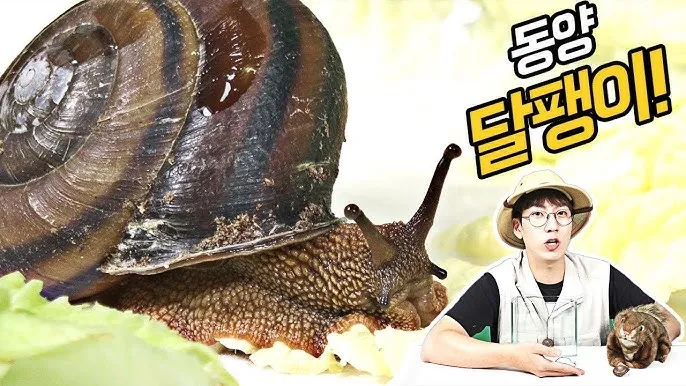 동양달팽이 가격 키우기 분양 수명 먹이 성격 종류_5