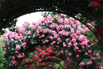 산길에서 만난 5월의 꽃 엉겅퀴 감나무꽃 고욤나무꽃 멍석딸기꽃 오디 뱀딸기 인동덩굴_9