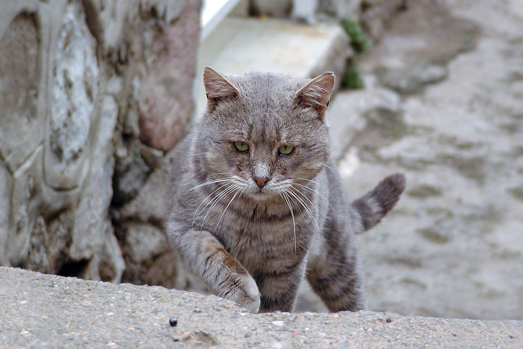 고양이 외출 관련 사진
