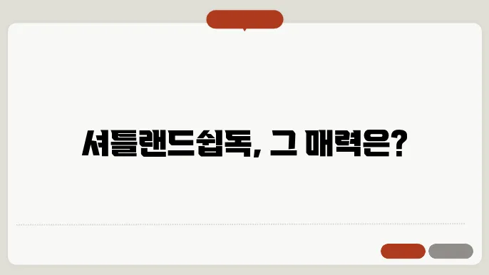 셔틀랜드쉽독과의 삶