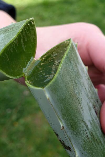 알로에 효능 및 사용방법