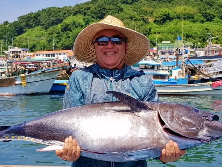 통영 욕지도 생참치회, 해체 후 곧장 발송 대뱃살 배꼽살 등살 부위 별 포장 파는 곳 전국 택배 참다랑어 참치 양식 양식장 소개 오늘방송 정보