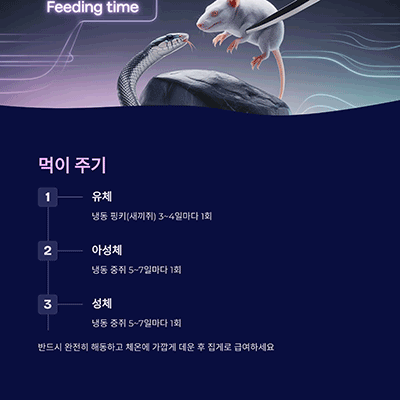 먹이 주기 &ndash; 냉동 쥐 급여로 간편하게