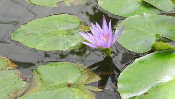 2025 함평 나비 축제 일정부터 주차·입장료까지! 꿀팁 총정리