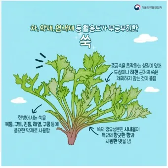 쑥 효능 부작용 하루 섭취량 먹는법_8