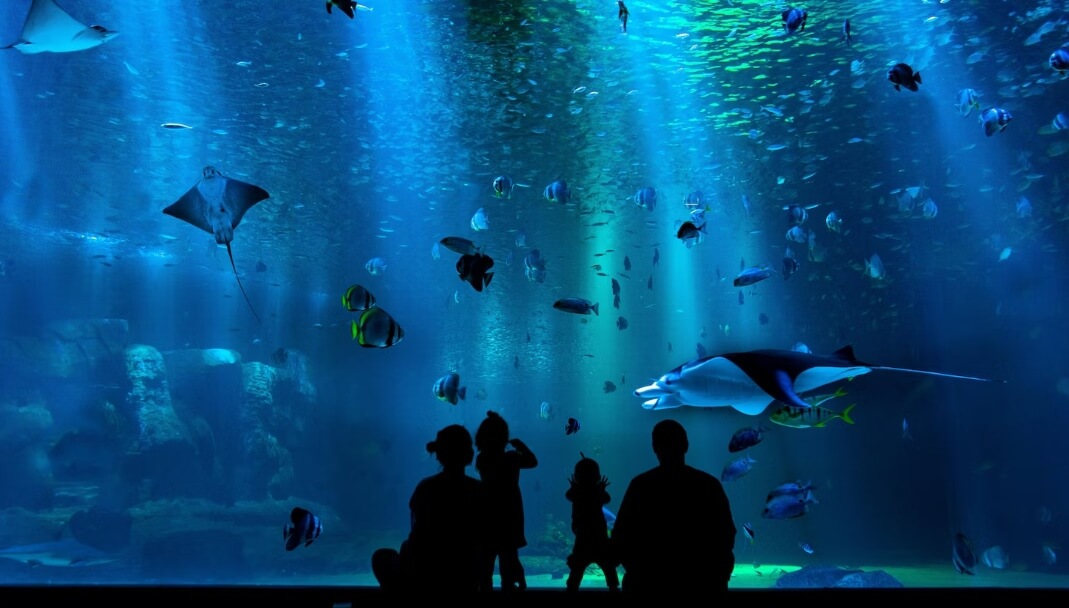코엑스 아쿠아리움 