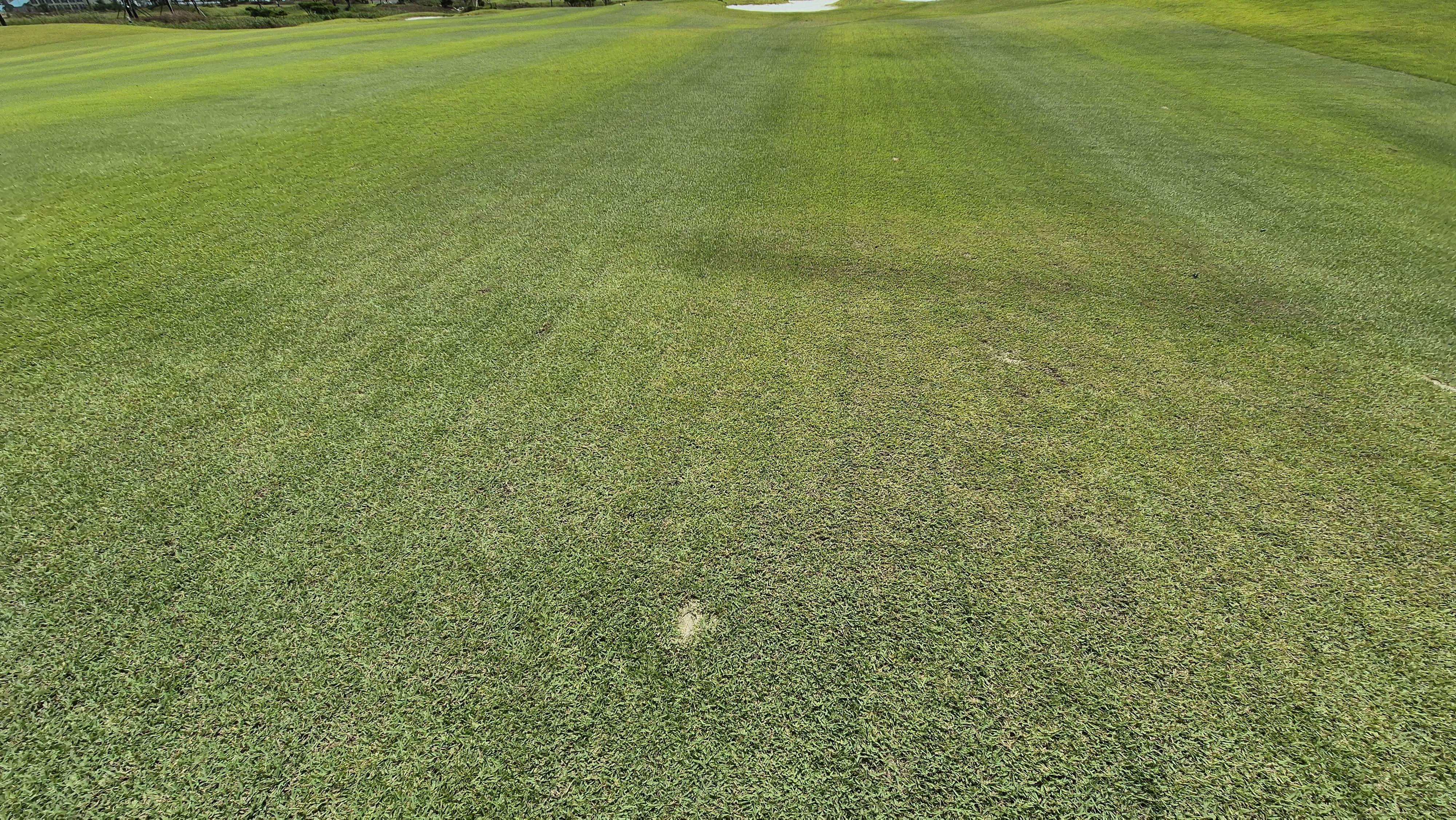 플라밍고cc 듄스-링크스 코스 라운드 후기