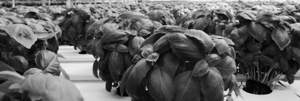 바질 수경재배 모습