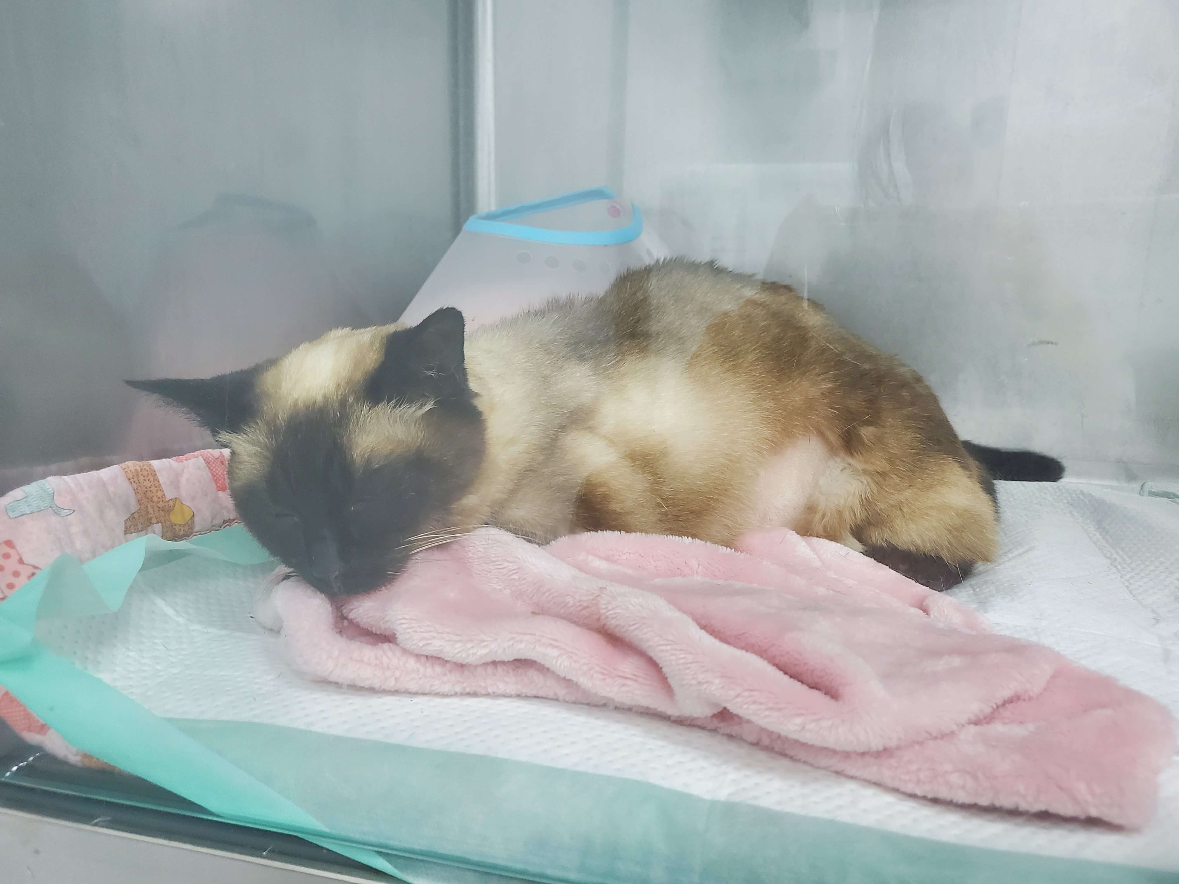 노령 고양이 만성 신부전, 초기 증상과 원인