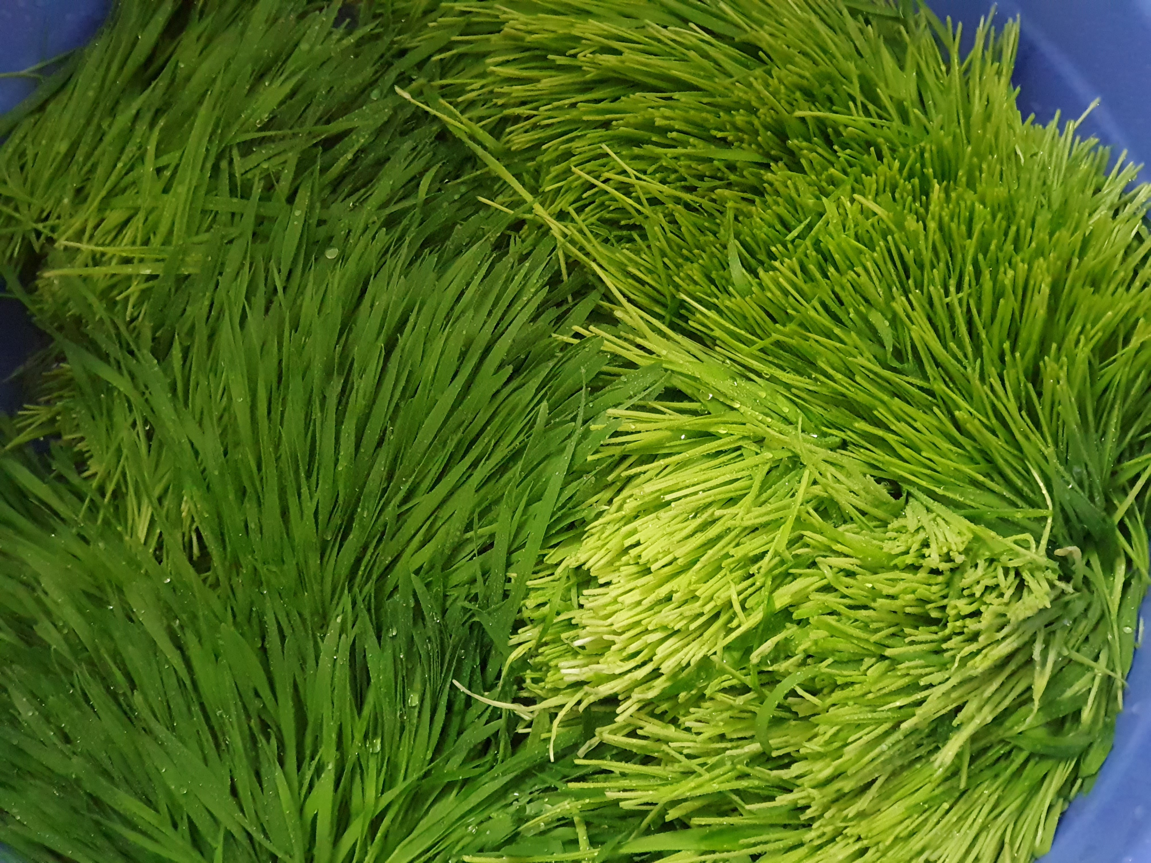 대표적인 항산화 식품인 파이코케미컬의 보고 밀싹