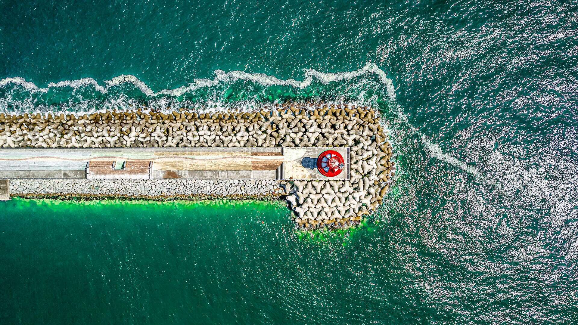 강릉 사근진 해변 유채꽃밭