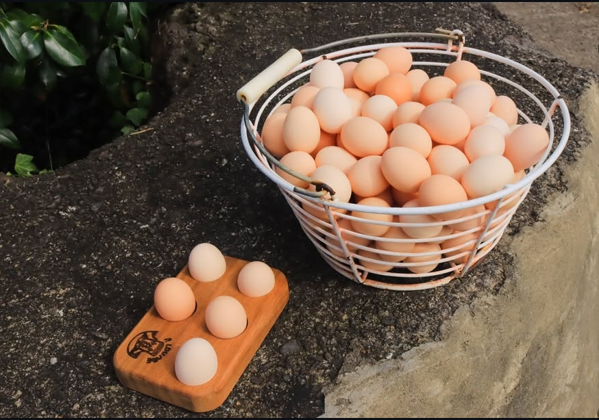 생방송투데이 제주 달걀 공장