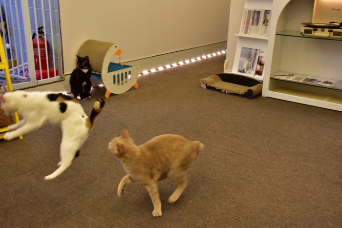 수영동 디저트 카페 스윗트롤 고양이