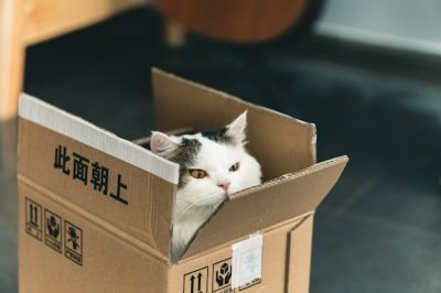 고양이 수명