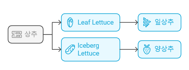 상추 영문 표기