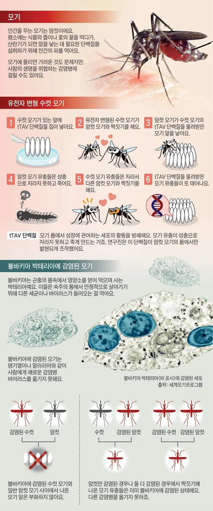 우리나라 모기 종류별 특징과 계절별 출현 정보_4