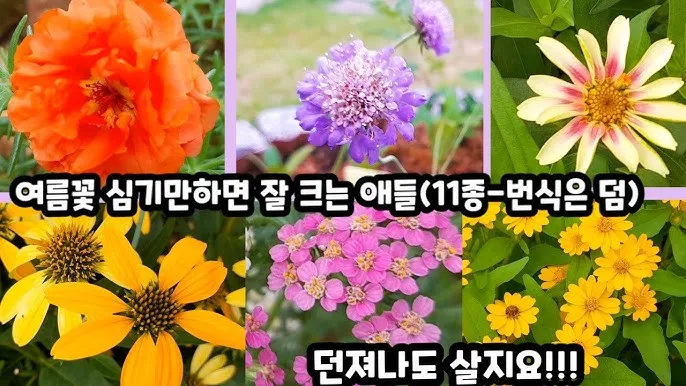여름꽃 종류 모음 여름 꽃나무 추천 12가지 정리_4