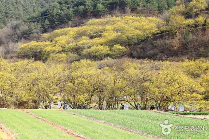 의성 가볼만한곳 베스트10