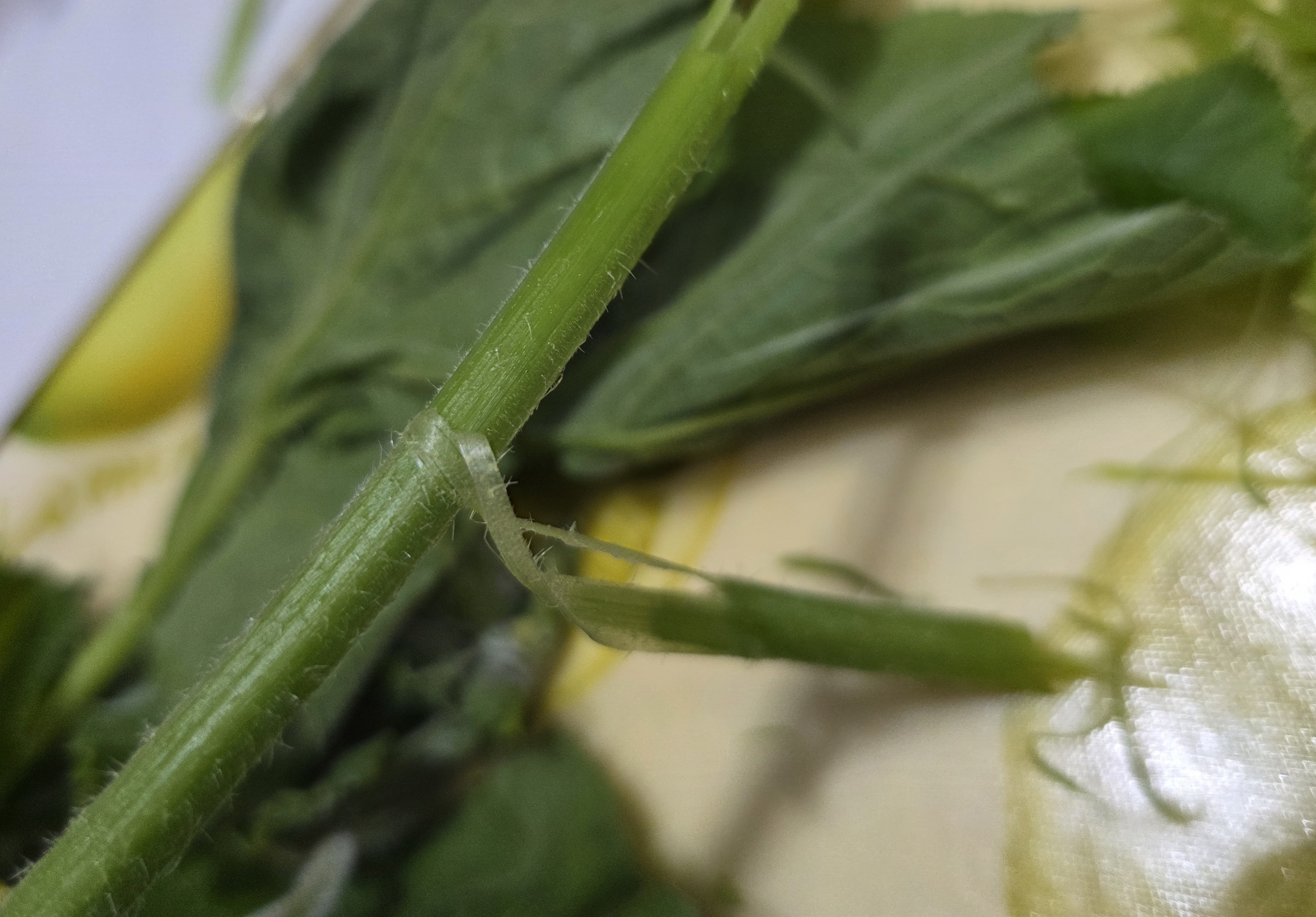 쭉-벗겨냅니다.