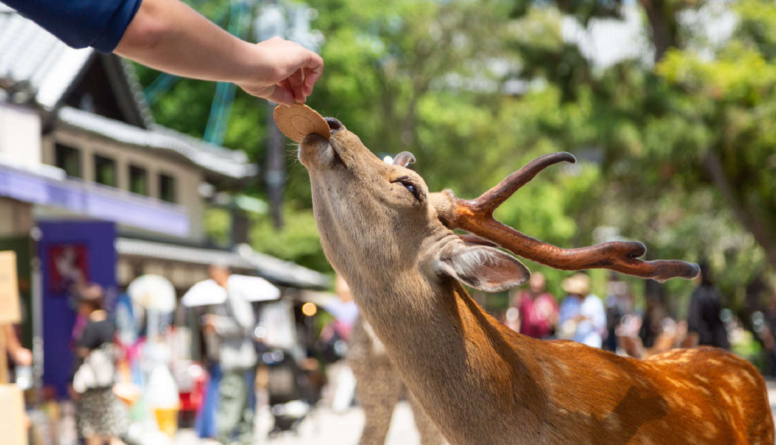 오사카 대표 관광지 관련 이미지 8