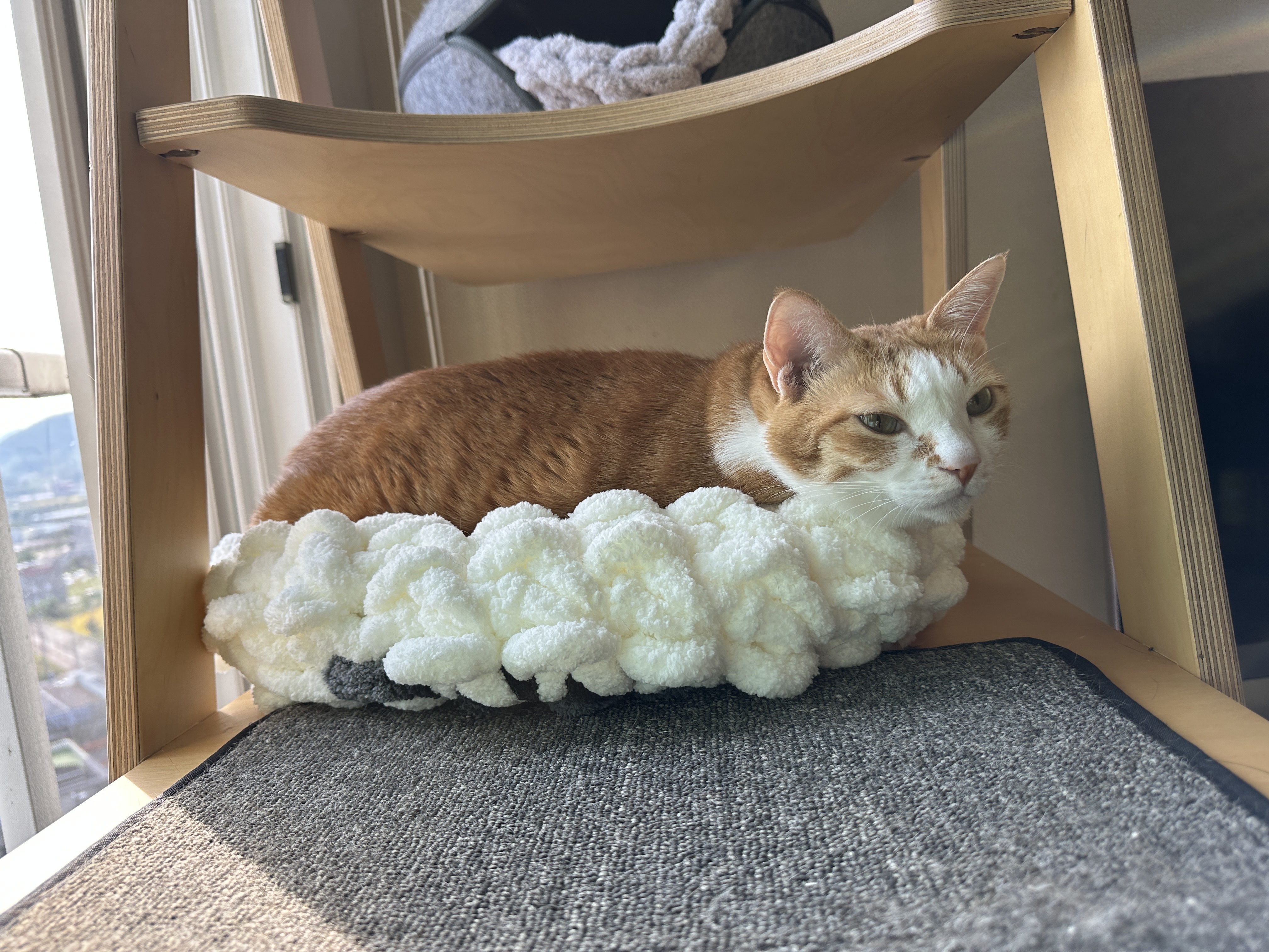 청키수면사_바구니에_들어가_있는_치즈냥이_호야_1