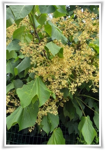 화초 "5월 오동나무 꽃" 봉황이 깃든 신비롭고 화려한 보랏빛 유혹!