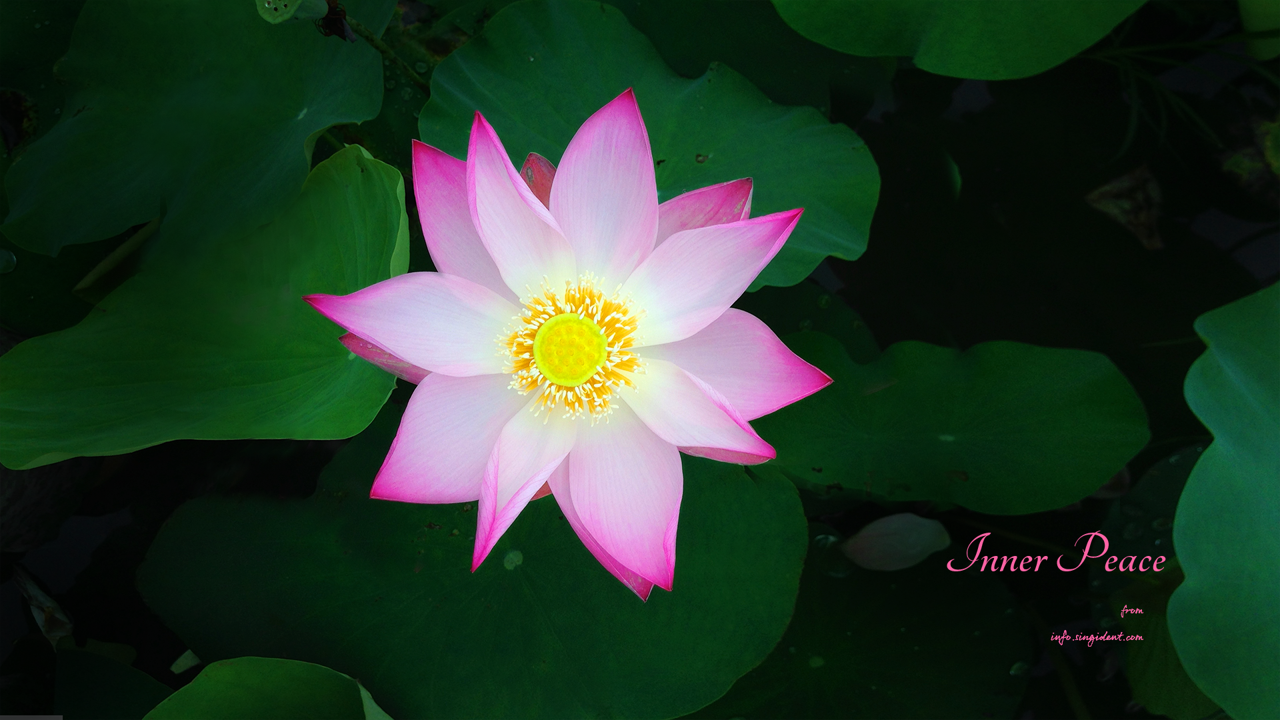 12 연꽃과 꽃턱 C - Inner Peace 연꽃배경화면