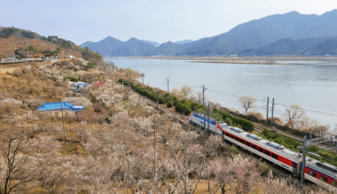 매화-개화-시기-축제