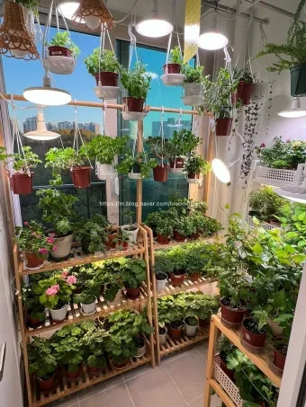 식물등 설치 위치높이 시간대설정 광량부족 해결 겨울철 성장 돕기_3