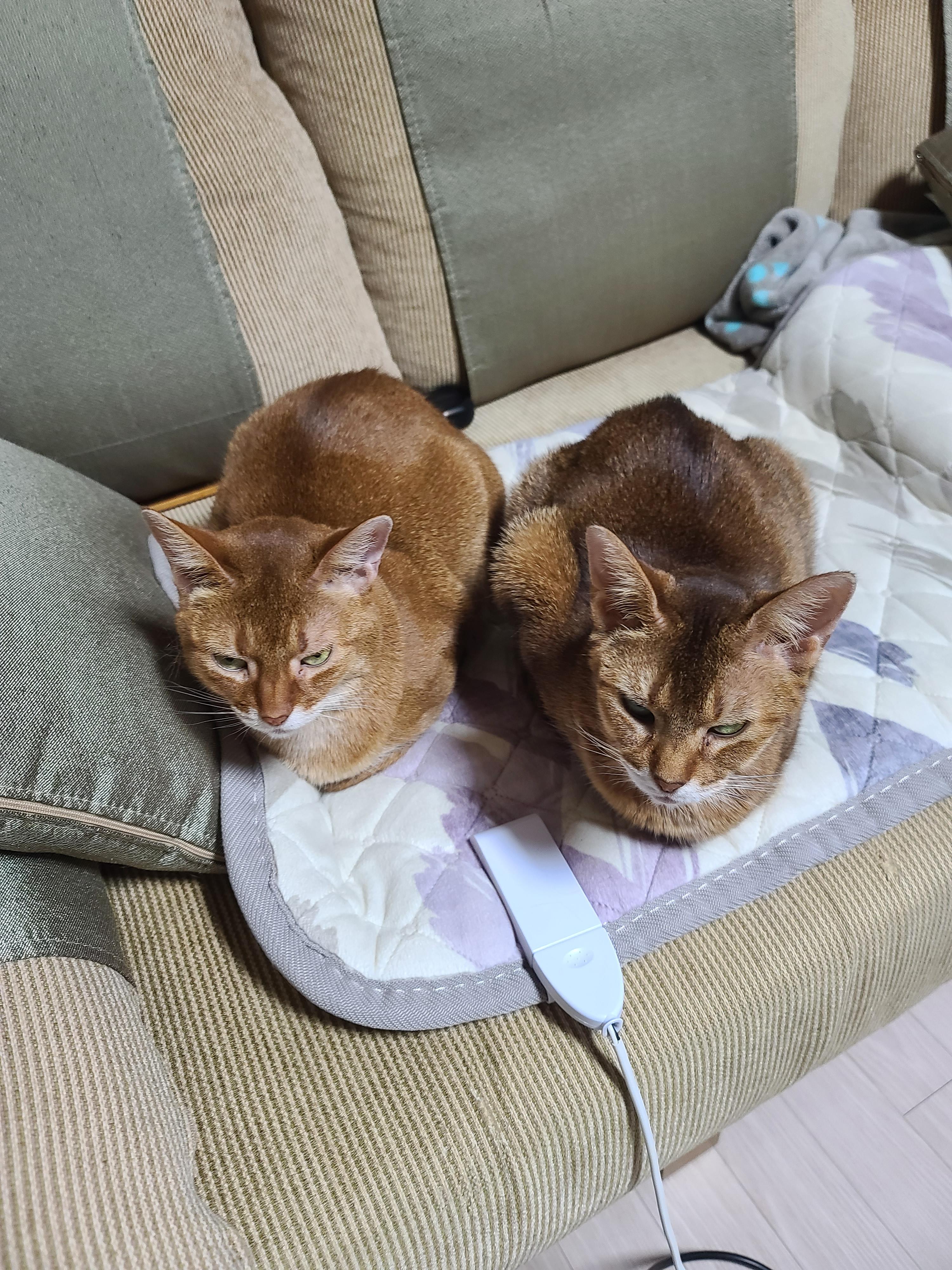 루나랑 루디는 지금 온몸으로 시위중...