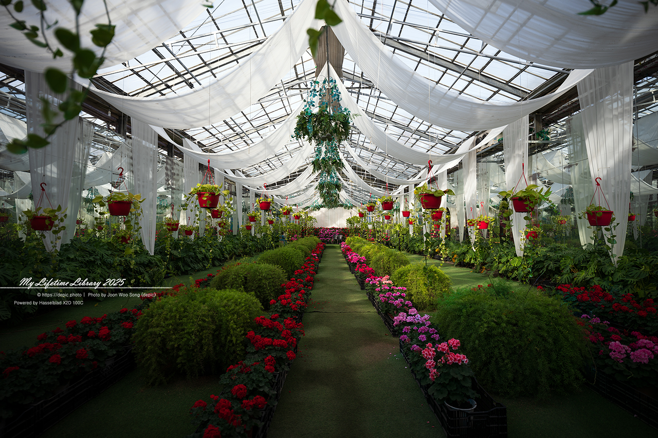 식물원 아산 세계꽃식물원 온실 꽃