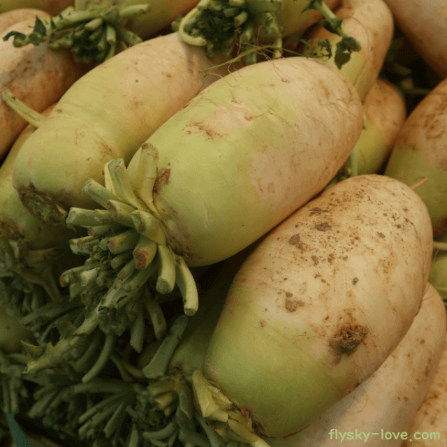 천연 소화제 무 특징