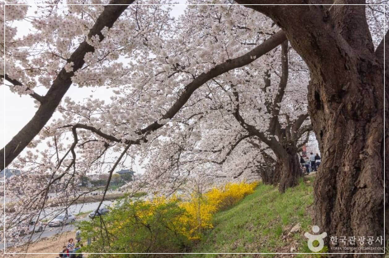 청주 가볼만한곳 베스트10 무심천 벚꽃길