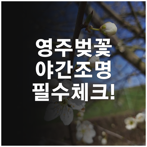 2026 영주 서천 벚꽃축제 일정과 ..