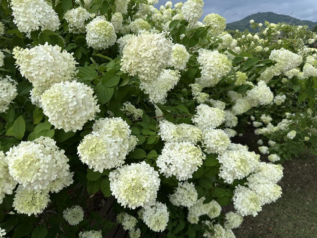 거창 창포원 입장료&#44; 연꽃 축제