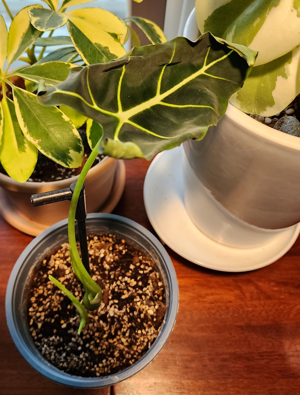 냉해입어 잎이 얼었던 프라이덱