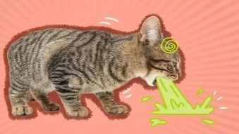 고양이가-무엇을-잘못먹었는지-힘이없고-눈이-퀭하게-돌고-음식을-토하는중