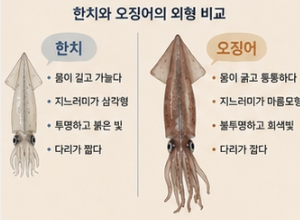 한치와 오징어 차이