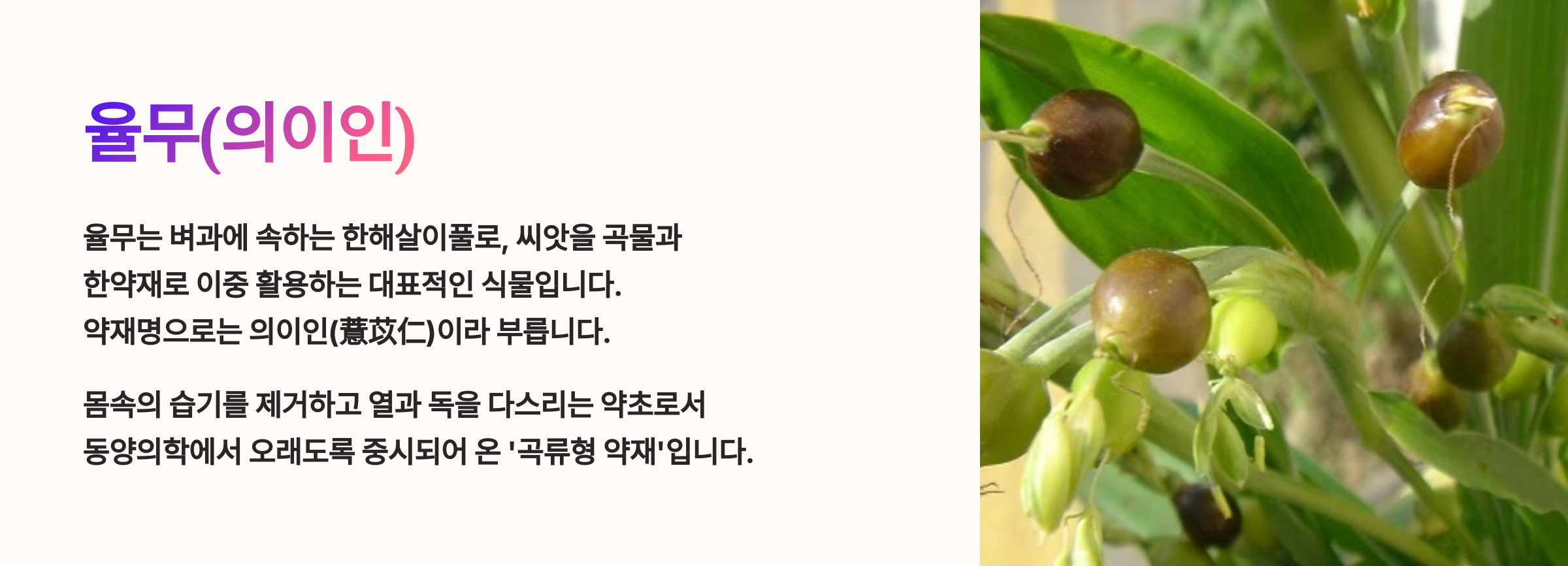 의이인