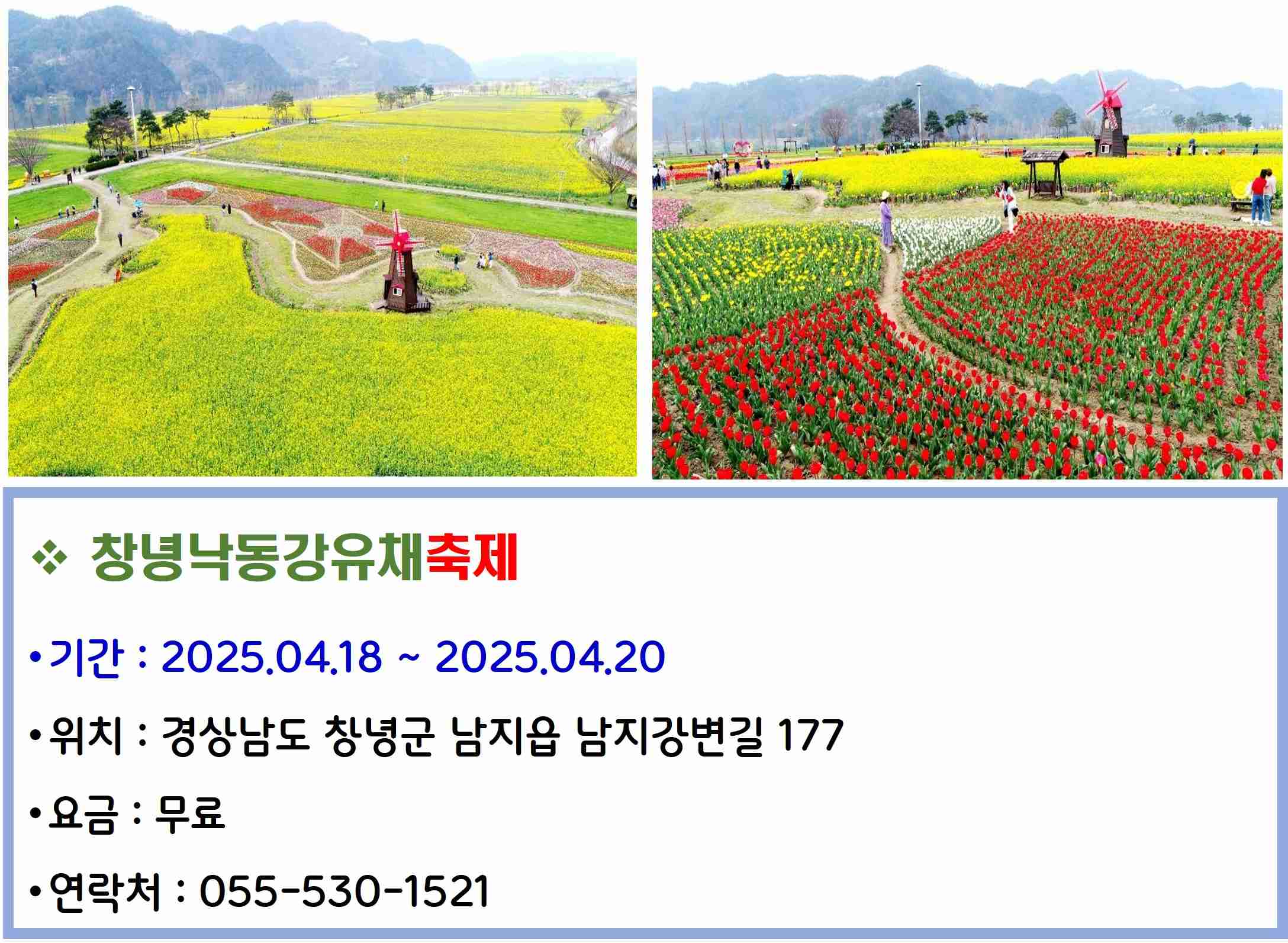 창녕낙동강유채축제