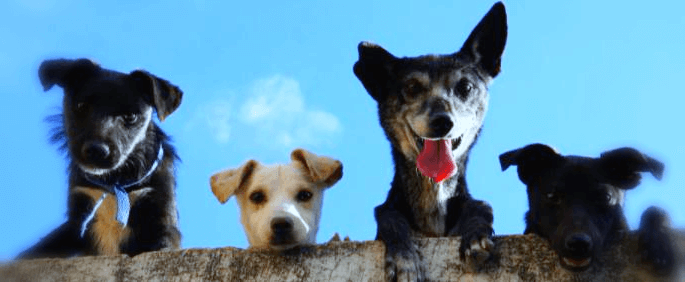 네마리-강아지-사진