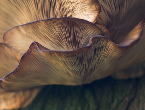 상황버섯 효능 : 항산화