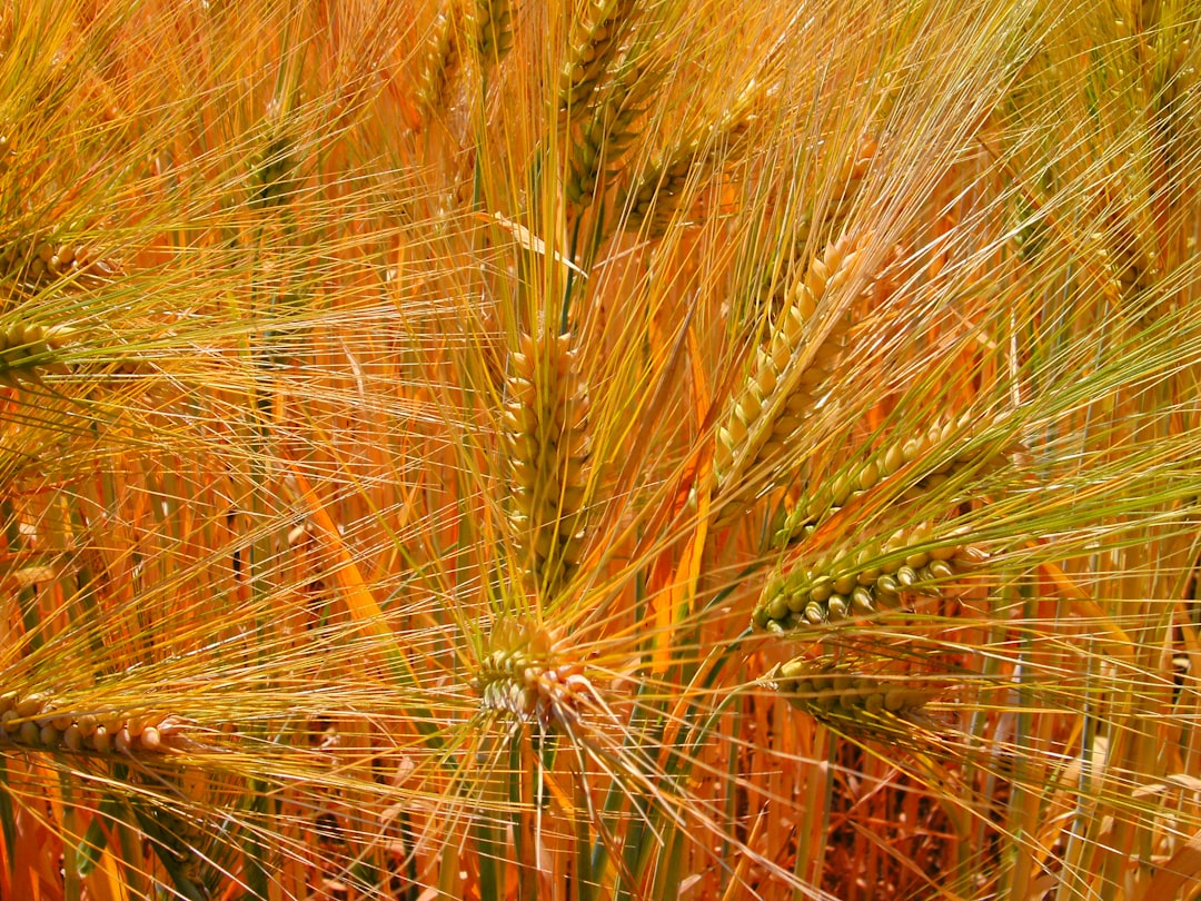 Barley.