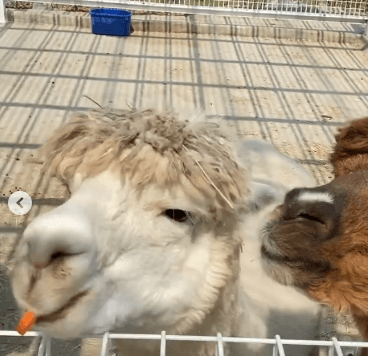 피나클랜드 튤립 수선화 봄꽃 축제 불꽃축제 산양 먹이주기