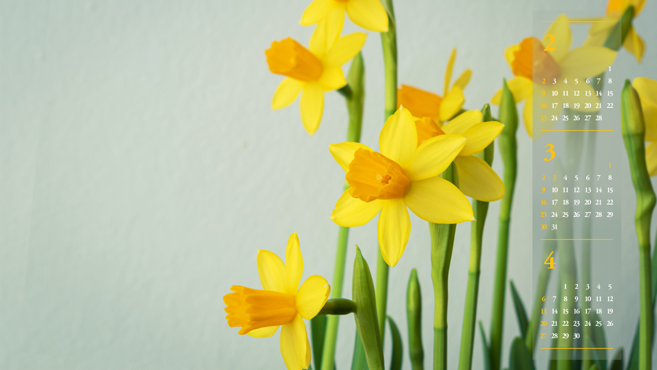 04 활짝핀 노란색 수선화 오른쪽 B - 2025년3월 노트북배경화면