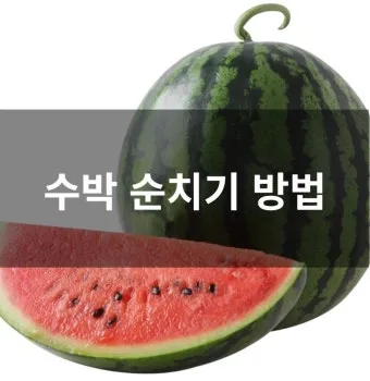 초보 수박 순치기 열매 크게 키우는 방법_9