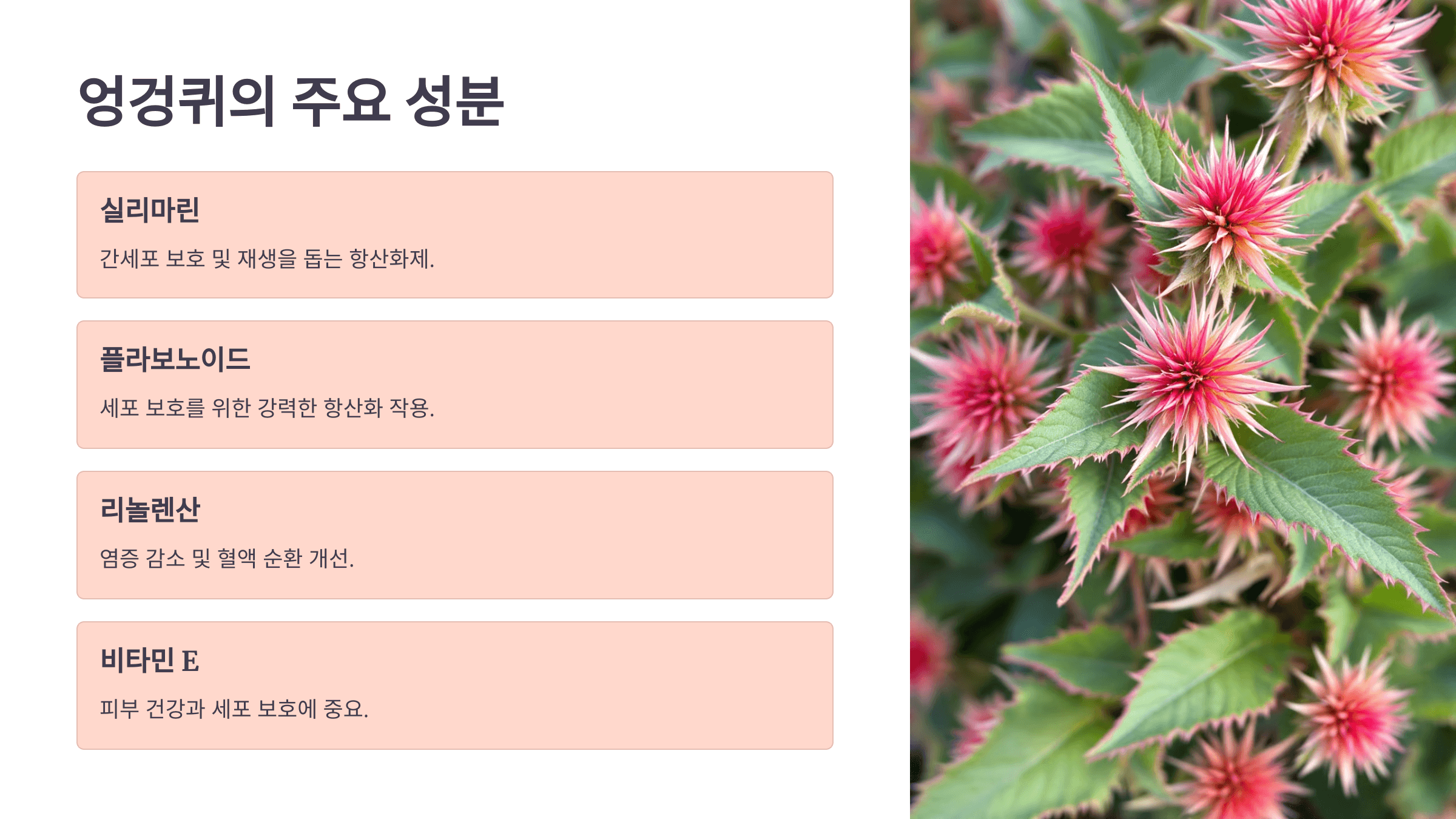 엉겅퀴와 관련된 사진입니다.