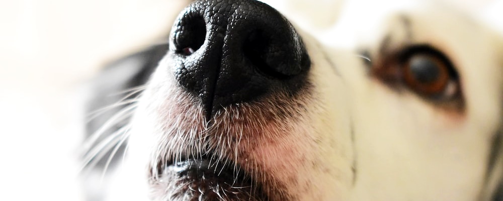 강아지 앉아 훈련 14